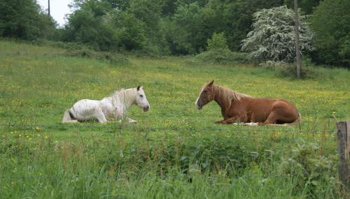 Moulin des sablons vakantiehuis gite - Foto 4