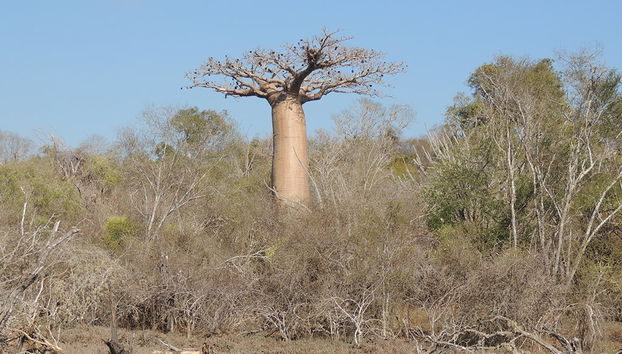 Reserva Privada Kirindy - Foto 2