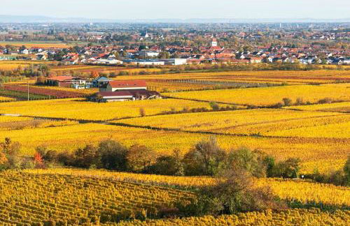 Unter den Reben - Foto 39