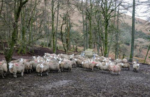 Newlands Fell Cottage - Foto 38