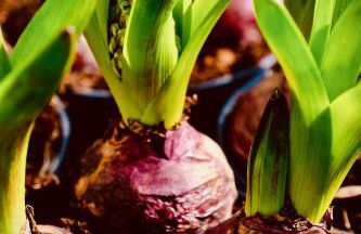 Löwenherz Appartements - Foto 60