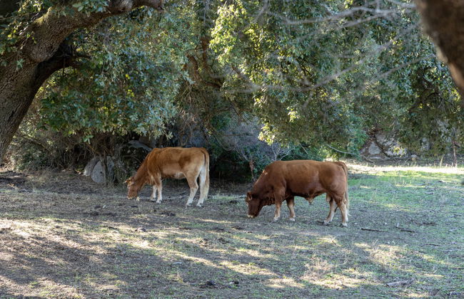 Stazzu lu Bulioni - Foto 60