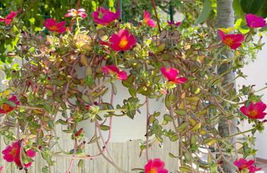 Profumo di Limoni Vacation Rental - Foto 17