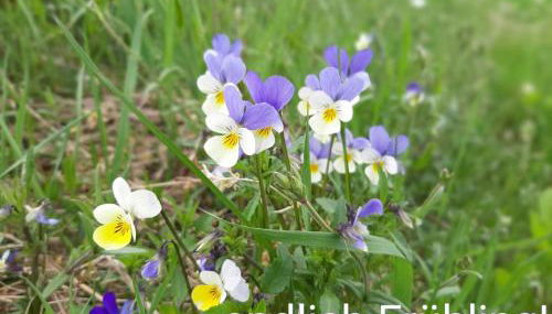 Fewo an der Teufelskanzel - Foto 2