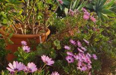 Villa los Agaves Javea piscina y barbacoa - Foto 36