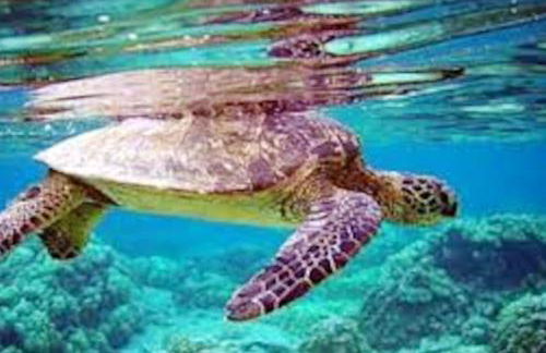 Spacious house with jacuzzi in Brancaleone Marina - Foto 46