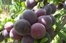 Agriturismo il Poggiarello - Foto 59