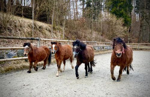 Ferien- und Reiterhof Bareth - Photo 10