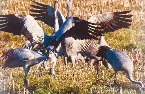 "Schiffszimmermannshaus" by Ferienhaus Strandgut - Foto 9