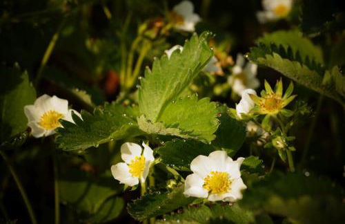 Apartment Strawberry - Foto 16