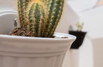 Casa Cactus - Foto 14