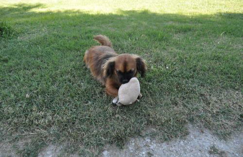 Farm stay Il Carro del Colle - Foto 16