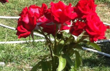 Villa Marita - Photo 62