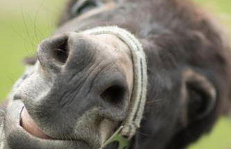 Ferienwohnung Schwalbennest - Foto 16