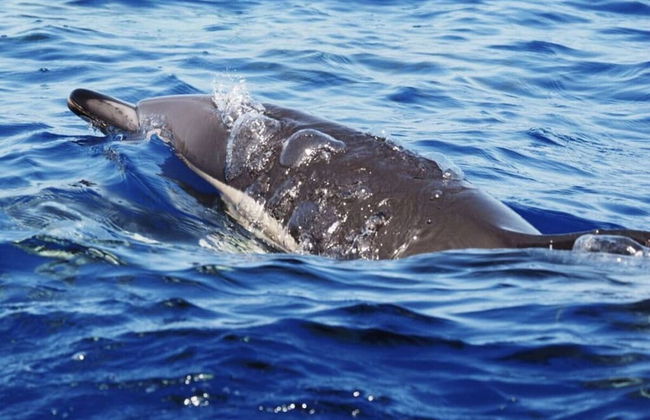 Dia Dourado Comfortable Holiday Residence - Foto 4