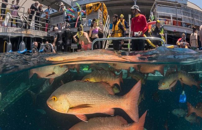 Quicksilver Outer Barrier Reef Cruise de Port Douglas Marina - Foto 6