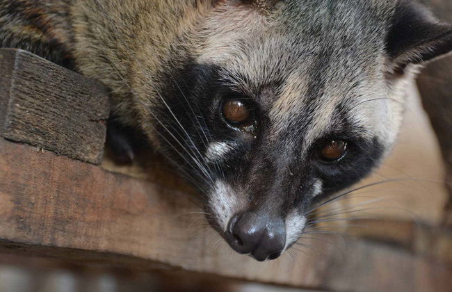 Private Tangkuban Perahu Day Trip - Photo 1