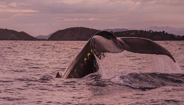 Humpback Whale Watching Tour - Photo 2
