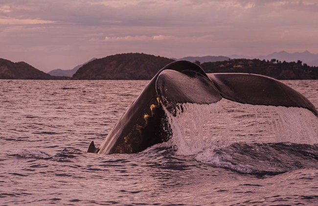 Humpback Whale Watching Tour - Photo 2