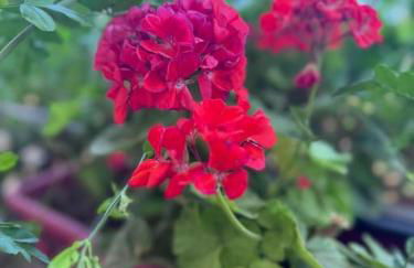 Casa Vacanze Anthea Carini - Foto 24