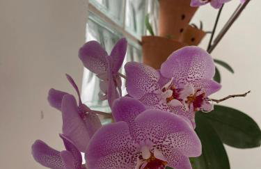 Casa confortável com um quarto - Foto 41