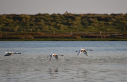 Superbe chaumière en bord de mer - Foto 15