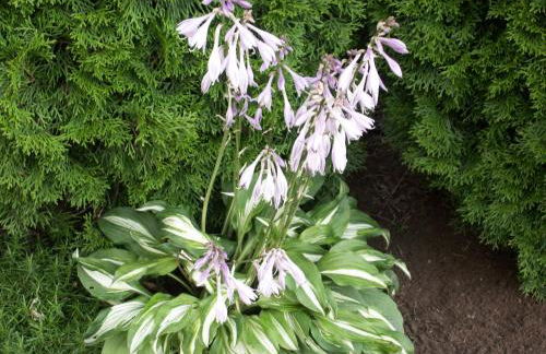 Haus am Fürstenweg - Foto 18