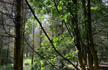 Woodlands Luxury Lake Log Cabin - Vetiver Villa - Foto 36