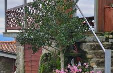 Caramulo - Abrigo Serrano - Foto 20