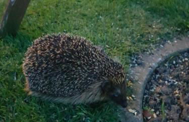 Ferienwohnung beim Bracksee - Photo 21