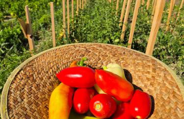 Rocca Verde - Foto 19