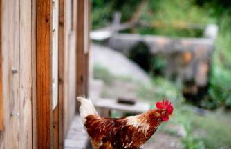 Verde Água Agroturismo e Agricultura Biológica - Foto 14