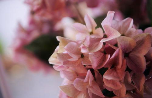 Goilan Goch - Photo 22