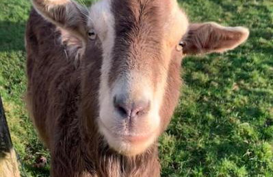 Siblyback Cottage - Foto 10