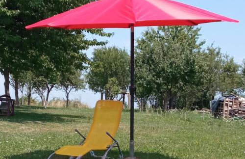 Yellow Rose - Foto 19