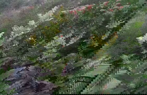 Maisonette Maria - for tranquility. Sykia Chalkidikis - Foto 29