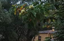 Casas Rurales El Viejo Castaño - Valle Del Genal - Foto 70