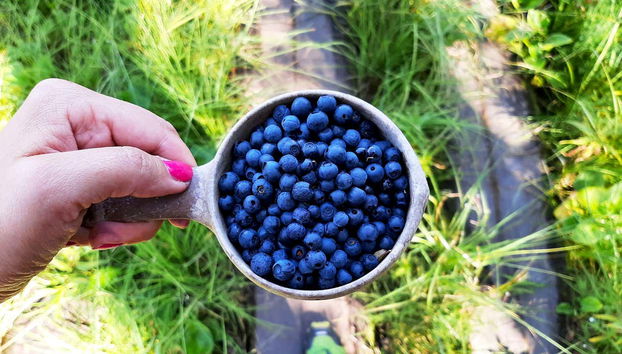 Foraging for berries in July
