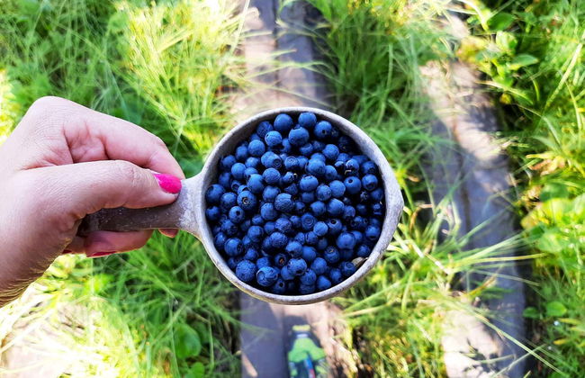 Trilha pelo Parque Nacional Liesjärvi - Foto 4