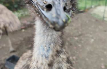 Agriturismo Tenute di Hera - Via Francigena - Foto 17