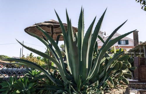 João Jungle - Foto 43