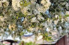 Luxury Appartement Marz, Europa Park-Rulantica - Foto 40