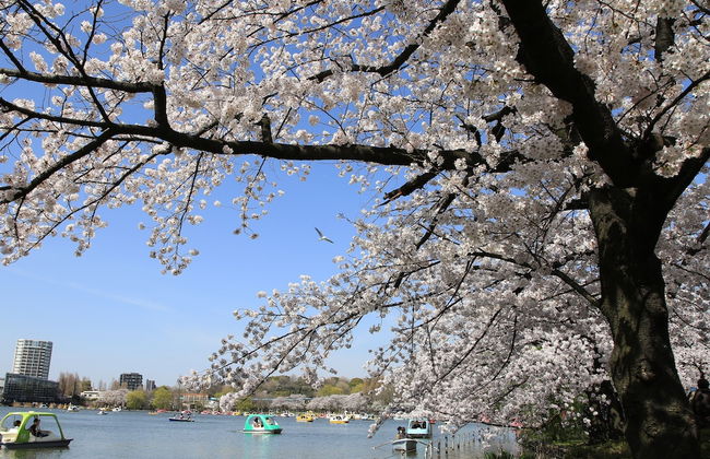 MIMARU SUITES Tokyo Asakusa - Foto 42