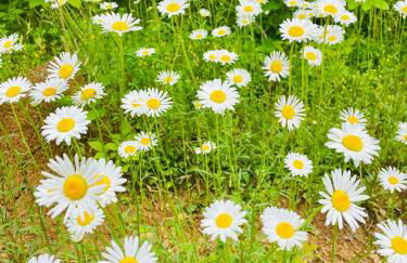 Luxury Mtn Log Home- Sevier Lodge at May Ridge - Foto 9