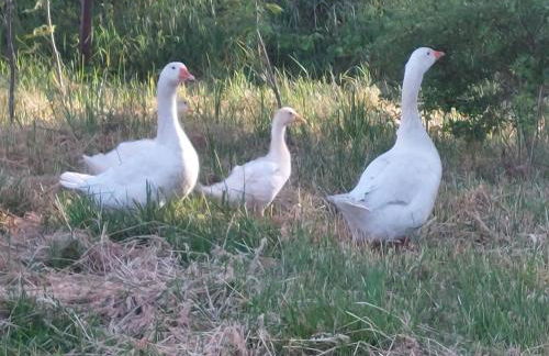 Ferienhof Bron - Foto 6