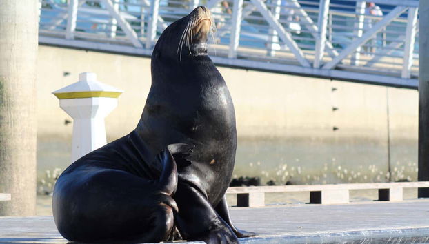 Une otarie sur le quai