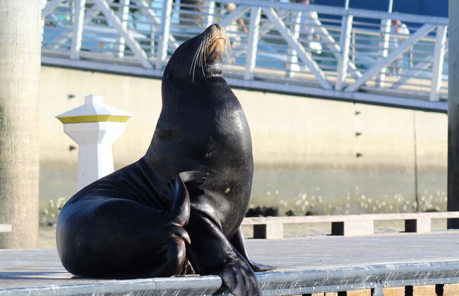 Paddle surf avec des otaries à Marina del Rey - Photo 4