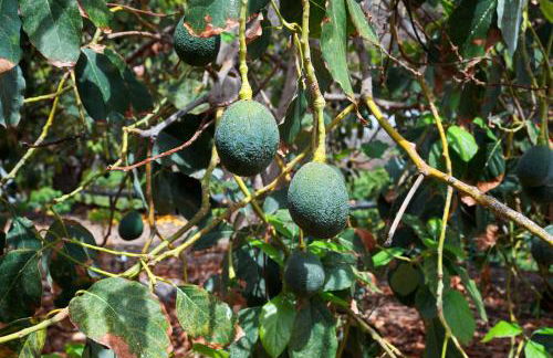 Finca Ecológica Quinta Los Tizones - Foto 55