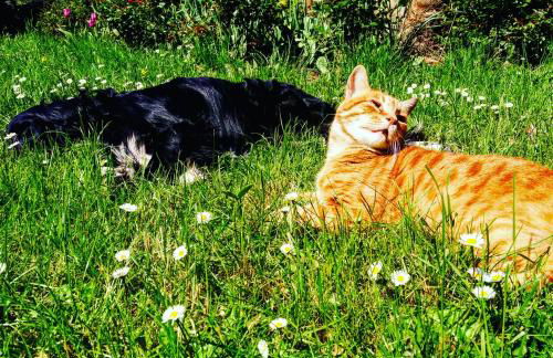 A Casa Del Tosi - Foto 58