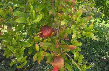 Potamos Townhouse & Shared Garden - Foto 18